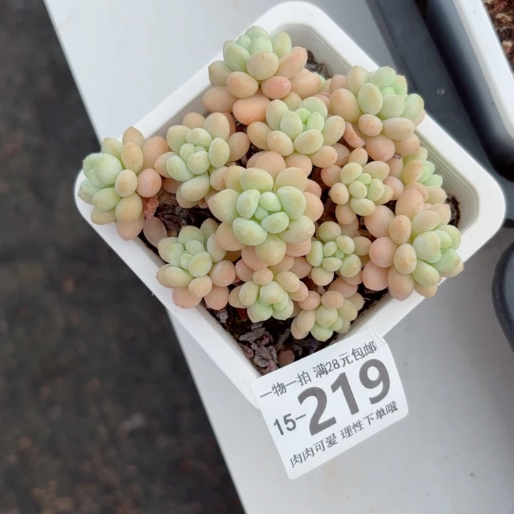 洛可可无盆土发货