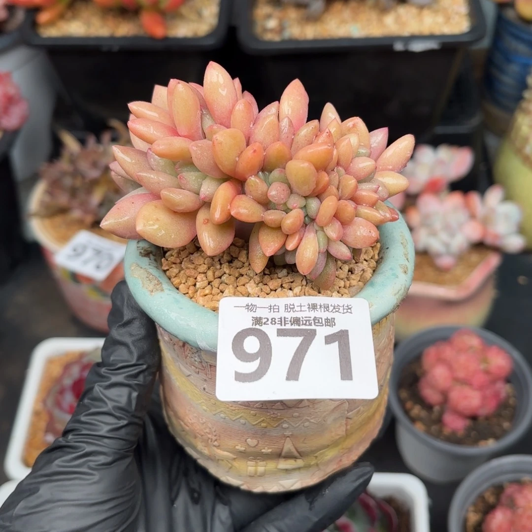 桃花源缀化无盆土发货