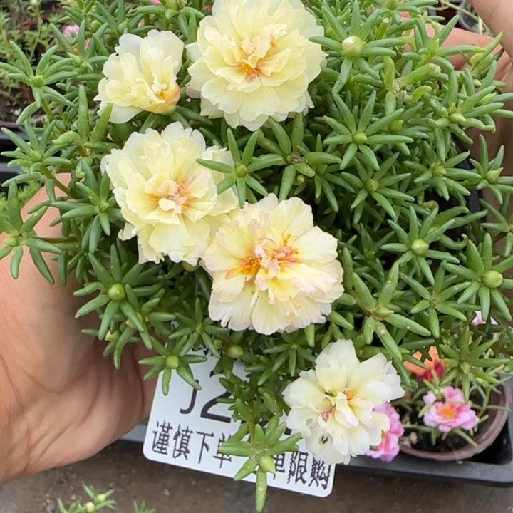 无花朵J257超小苗盆口10cm可能有虫糖宝