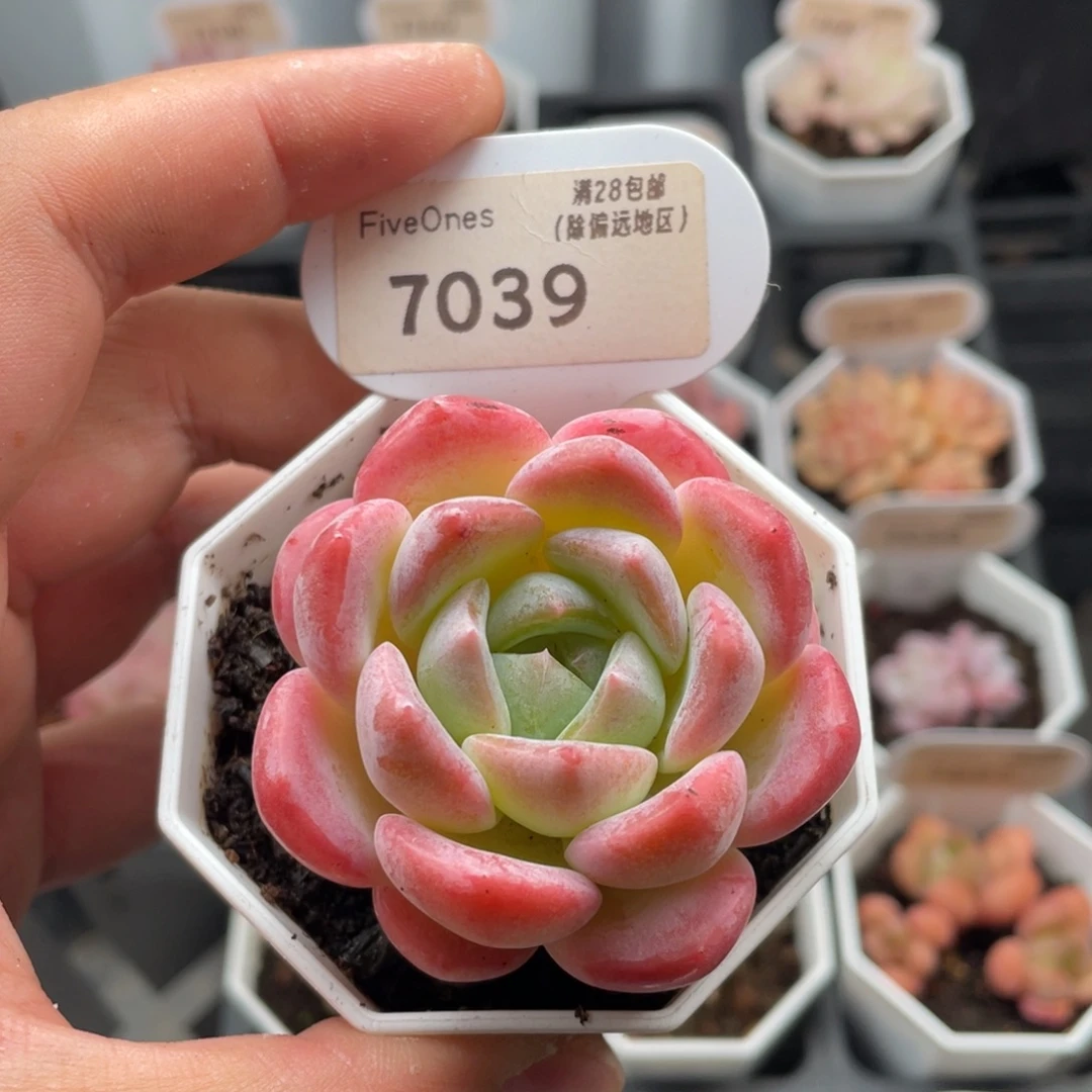 心心糖7039-5.5厘米