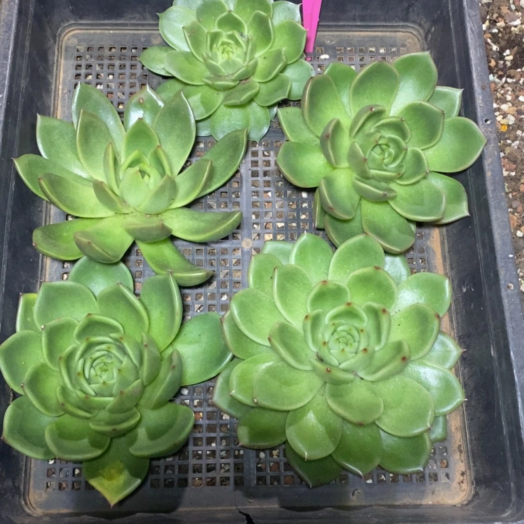 x016-多肉植物  六颗