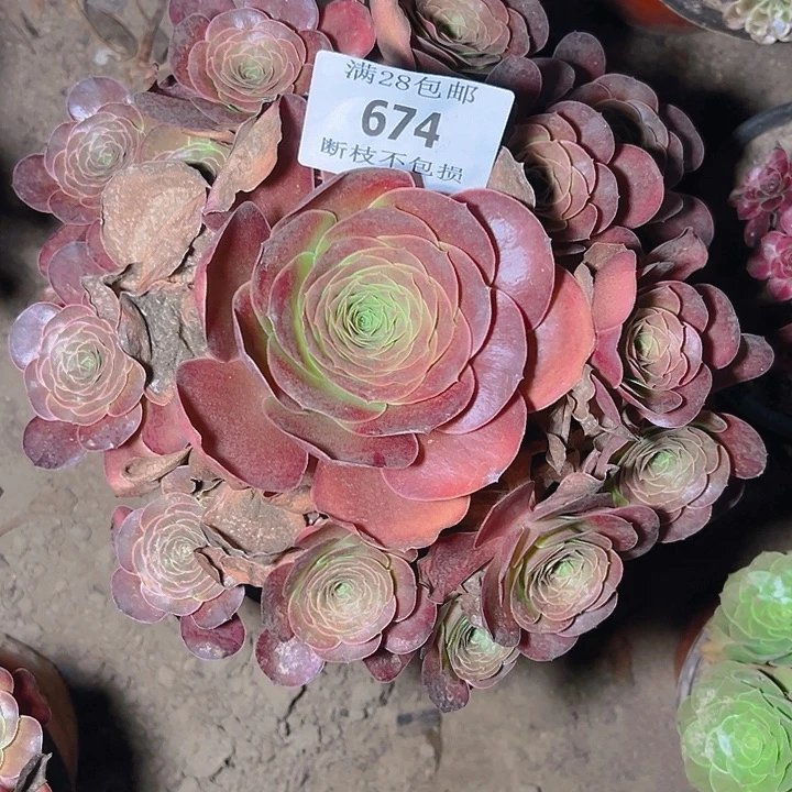 674魅金玫瑰多肉植物