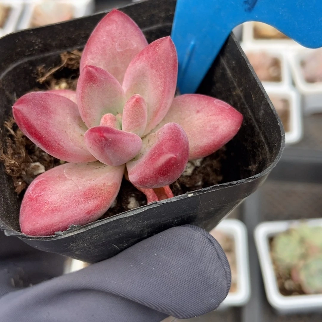 791赫菲多肉植物