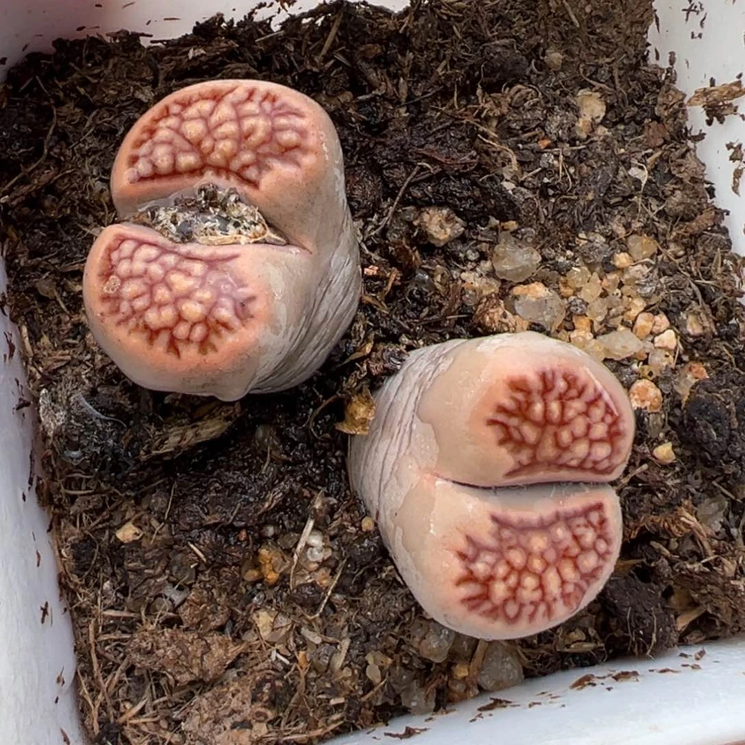 1.12好看的多肉582