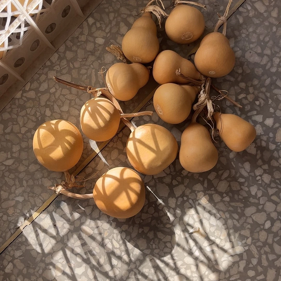 东***叶扁四个胖墩8个通货不退不换