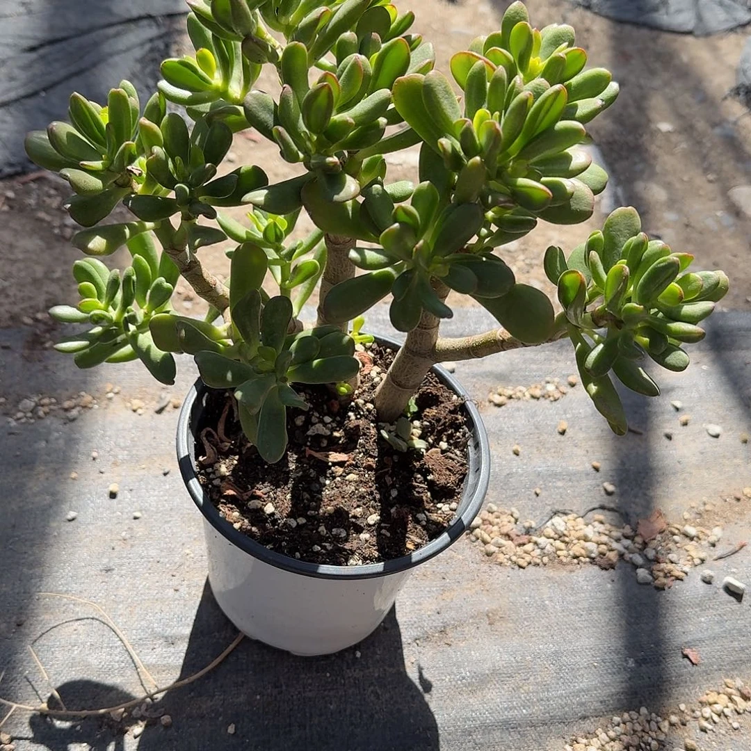 吸财树特价多肉植物