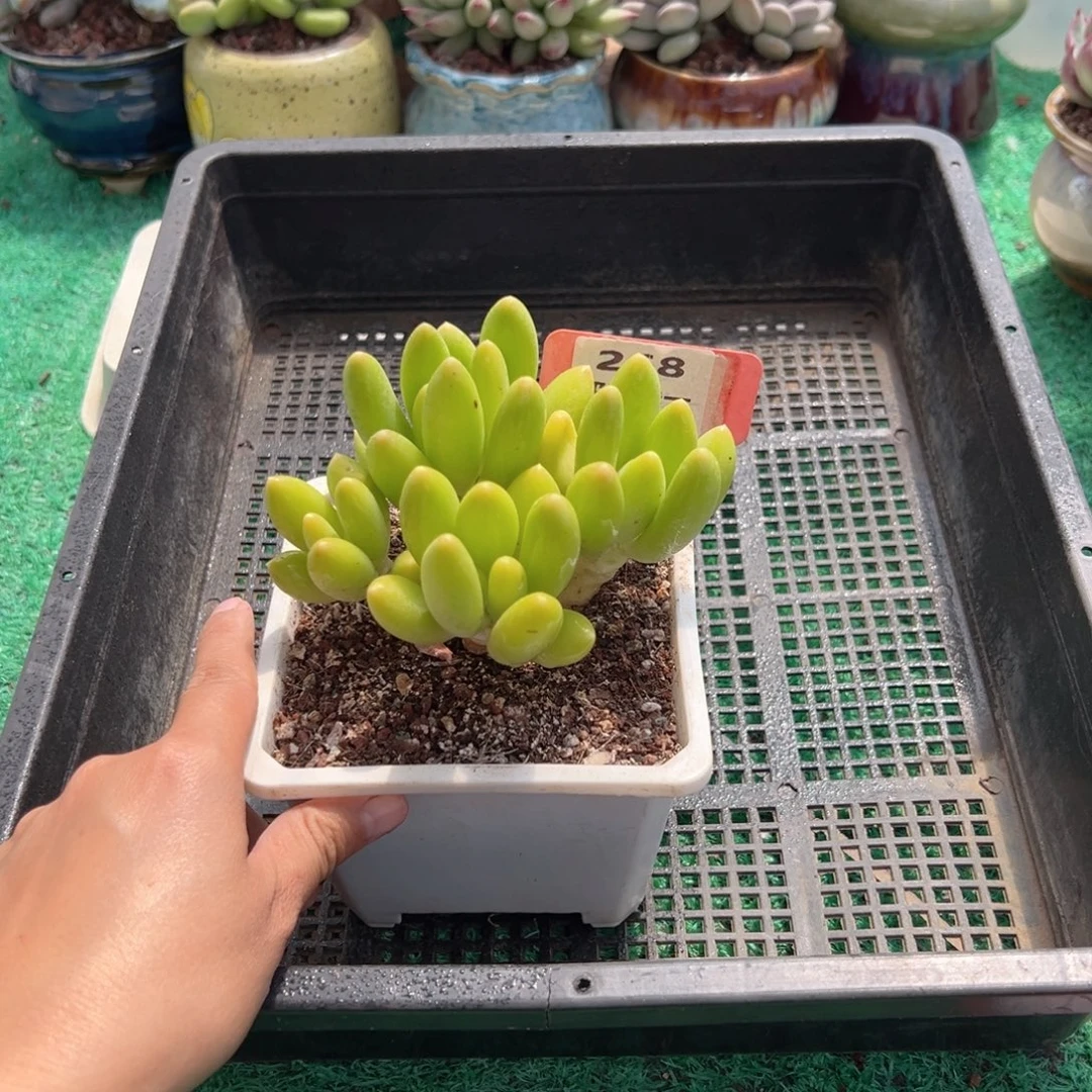 表妹精品多肉植物268: