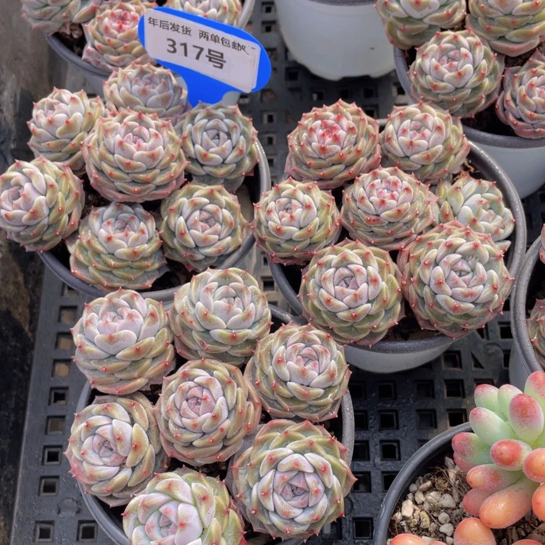 317号 钻石冰魄两盆14颗