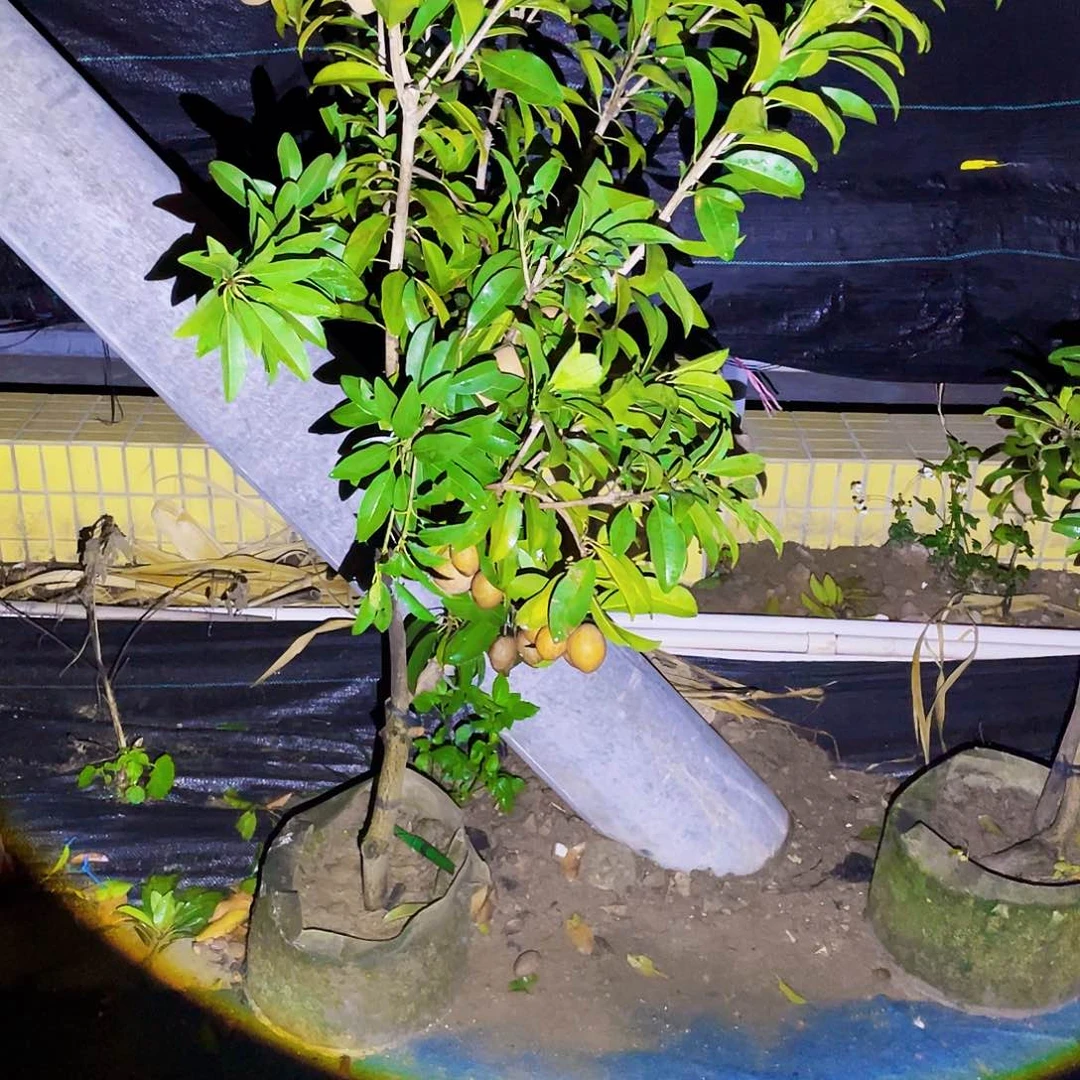 完全开放222的工序和方法都是很好