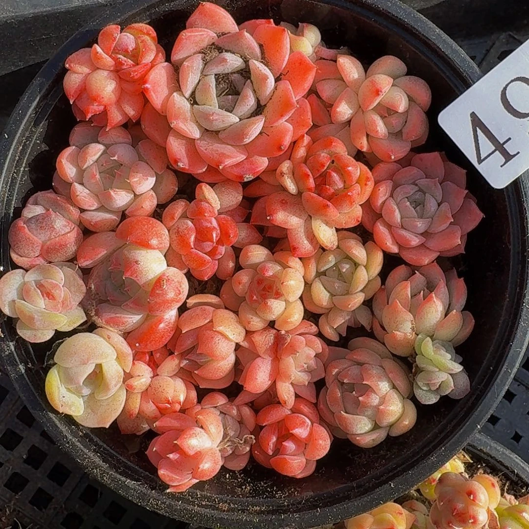 多肉植物多肉植物49