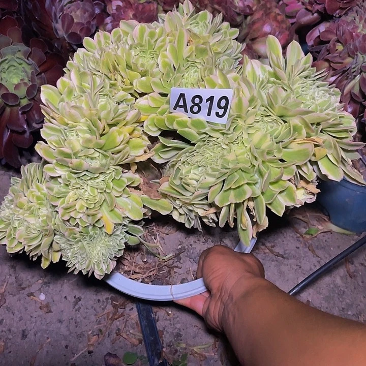 迈巴赫法师28//32包邮
