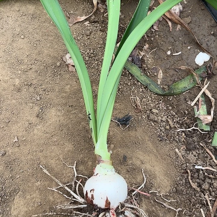 淘淘10号包对版包对版