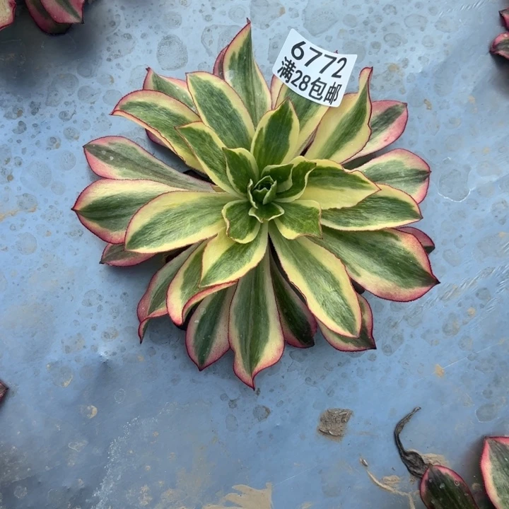 C.  6772魅影多肉