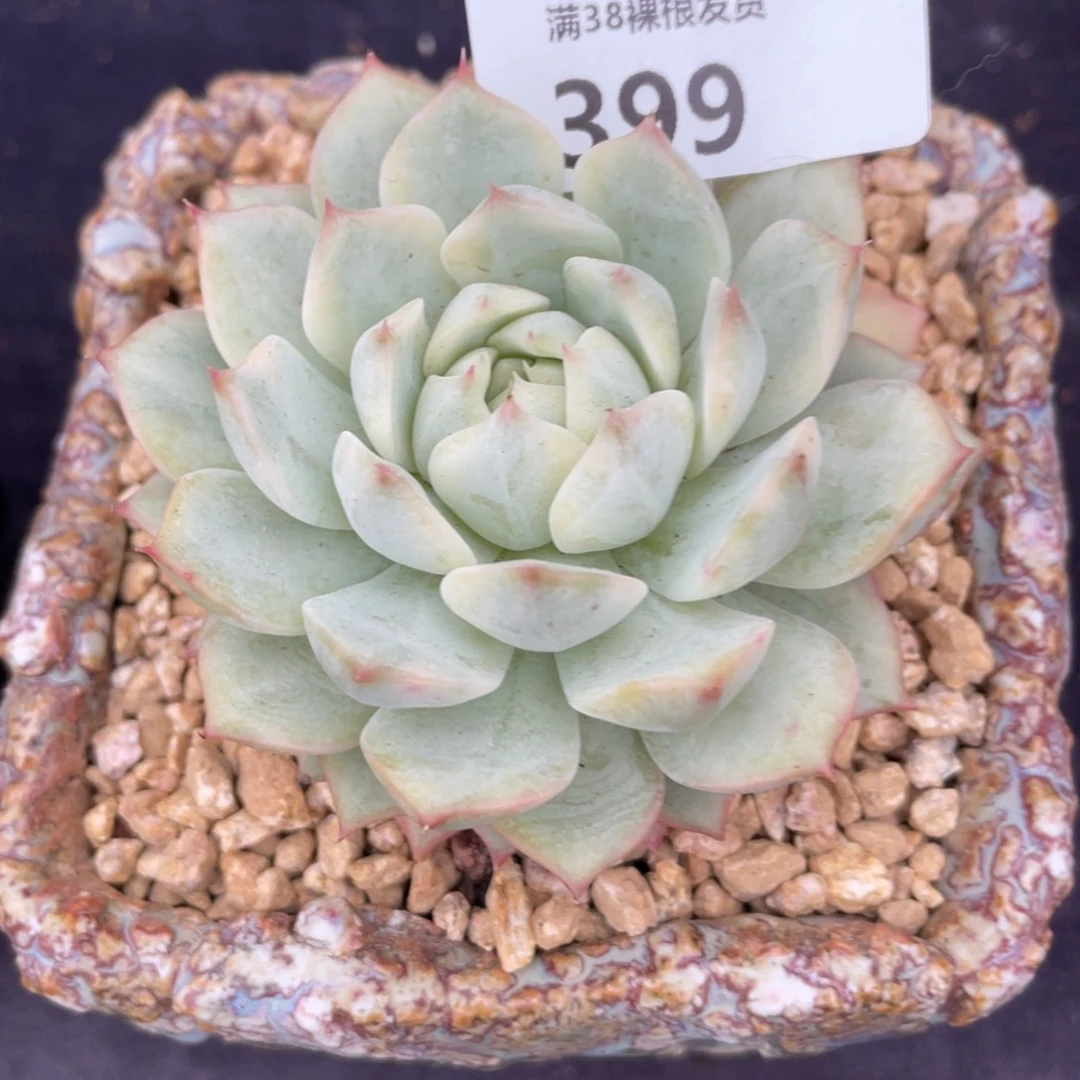 叮***咚399棱镜锦单头多肉植物