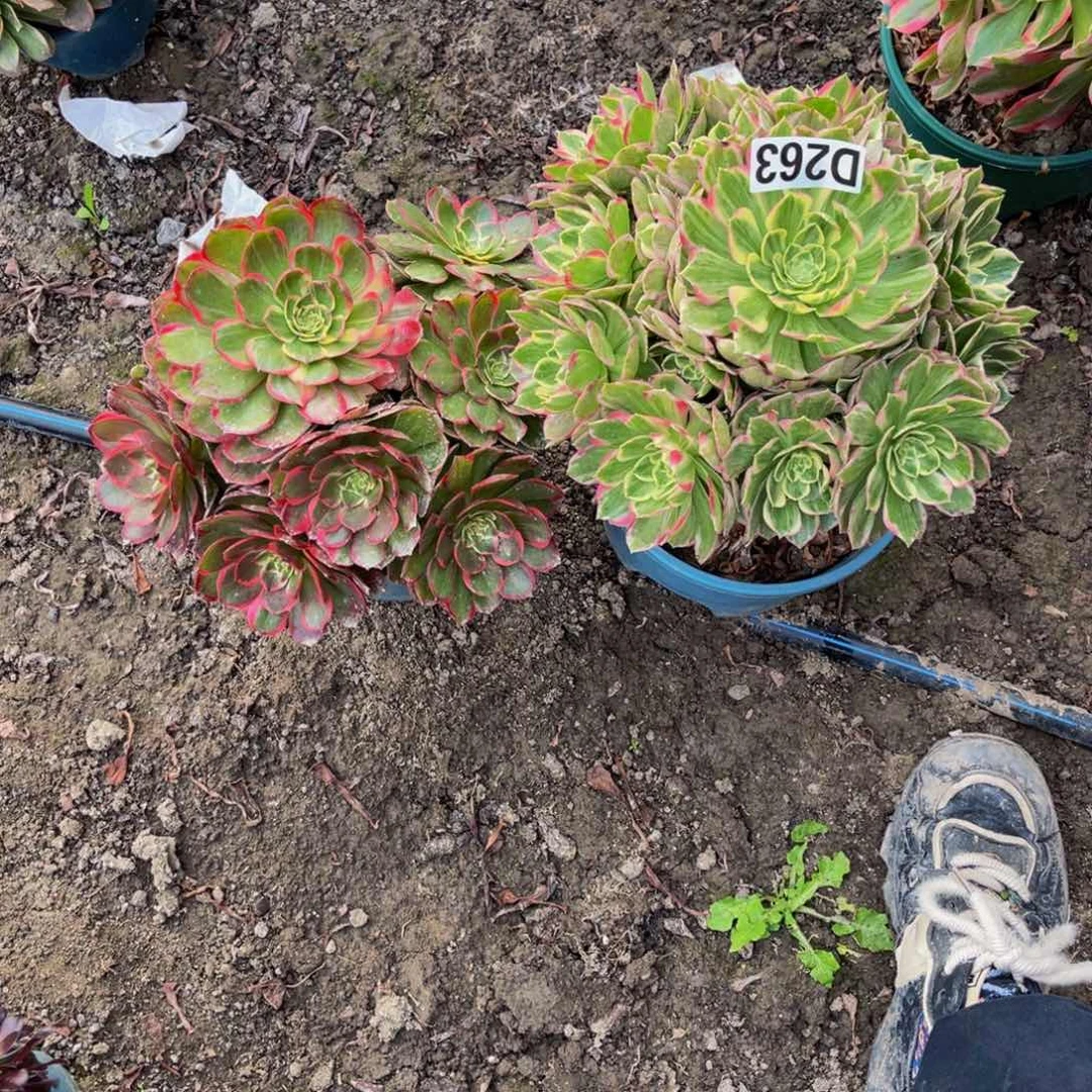 两盆法师26—30包邮