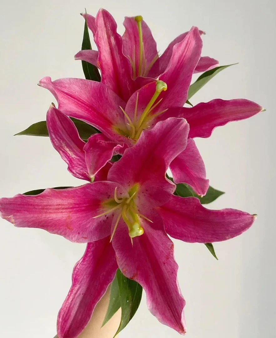 中秋花香花礼【红色香水百合】云南鲜切花基地直发