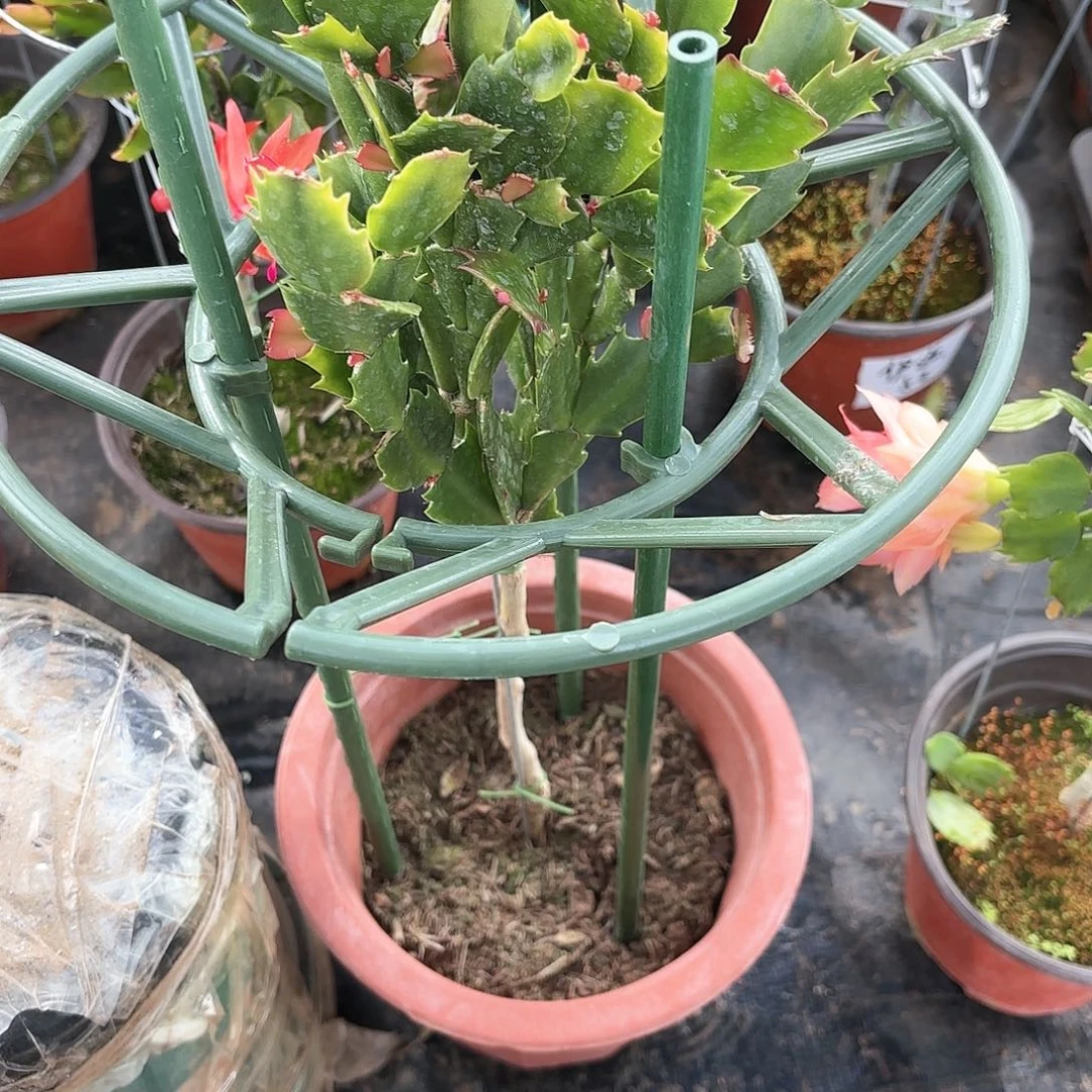 【闪购商品】城**人老桩黄金索菲亚叶仙嫁接