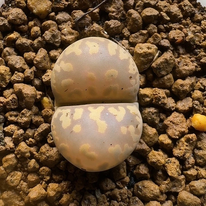 生石花11122。   202