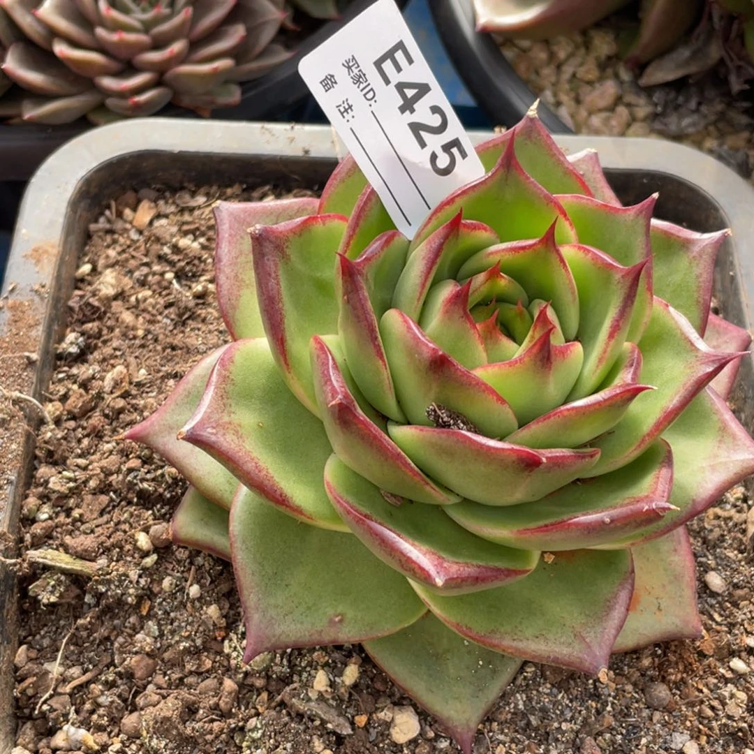 无花朵若如东云单拍E425