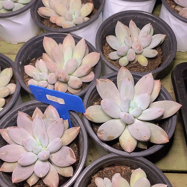 彩体哥特单双混发