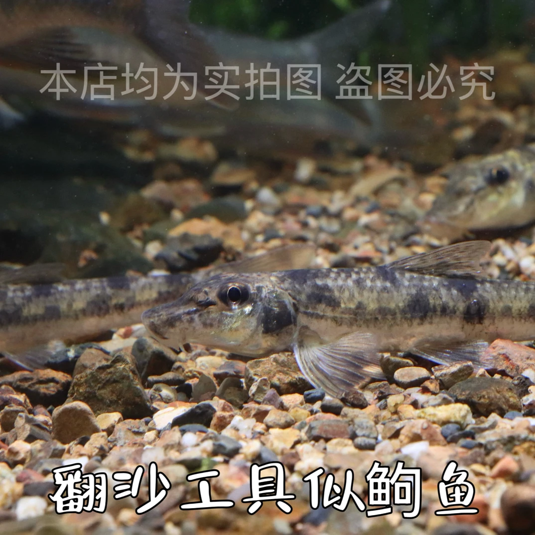 原生冷水似鮈鱼清洁除藻翻砂工具鱼好养淡水观赏鱼