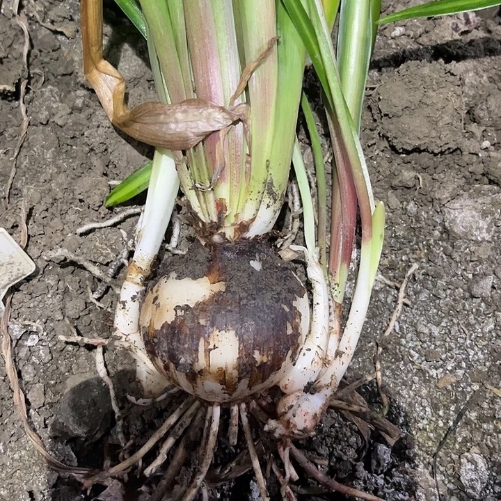 无花朵山度士。 6.5➕ 厘米