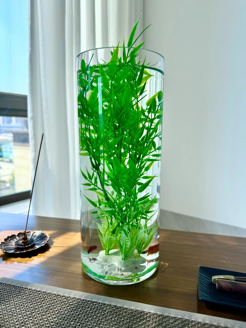 水培室内植物好养绿植抗病抗寒抗冻壮苗耐热防真水竹中秋送礼造景