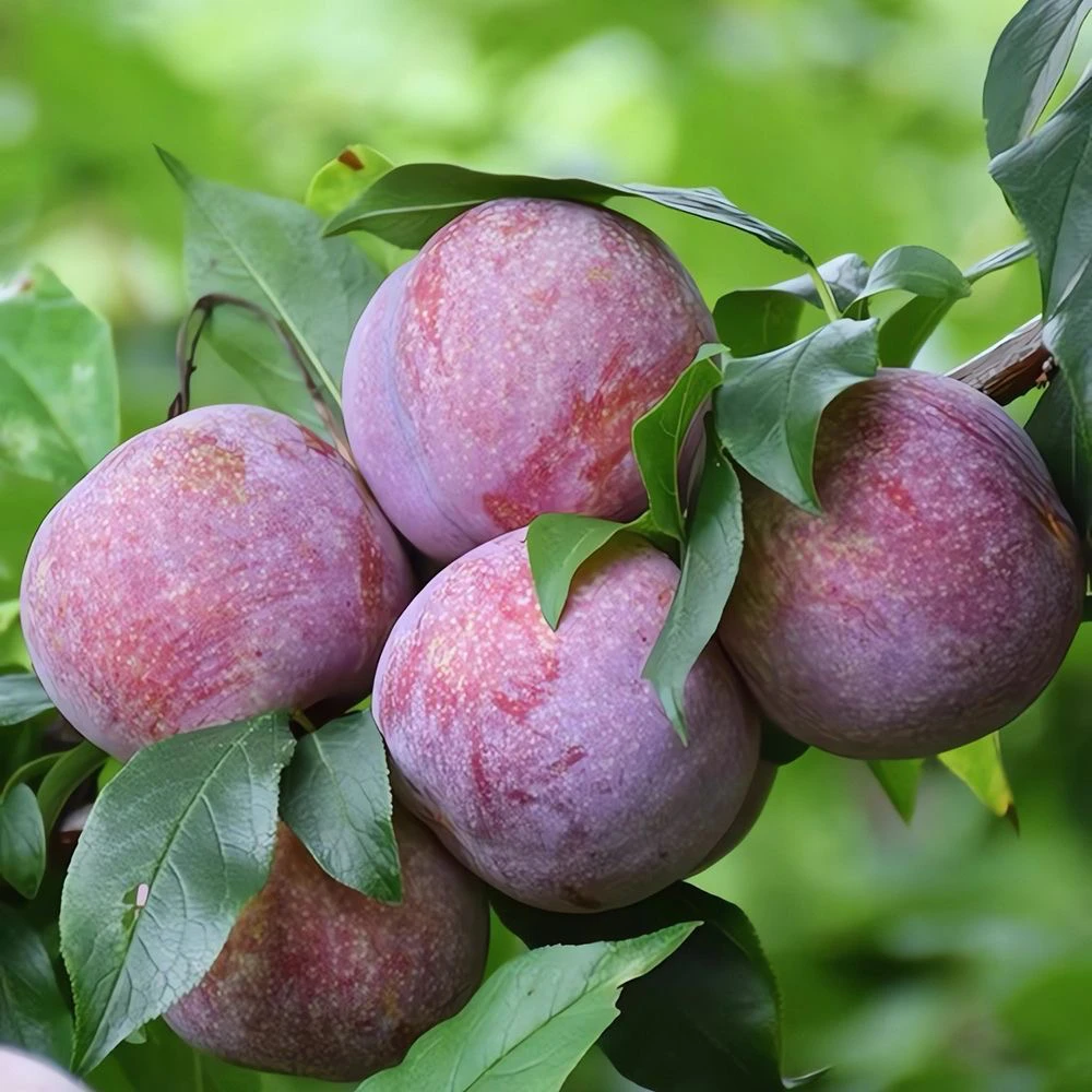 （三通一达）广西三华李红心李子新鲜现摘现发孕妇李酸甜脆可口