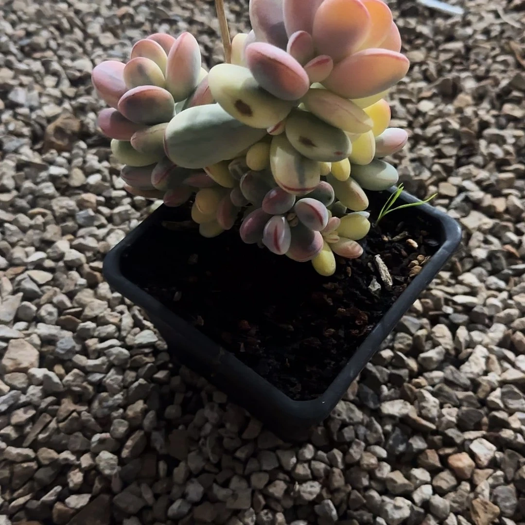 丫**吖头乒乓福娘锦多肉