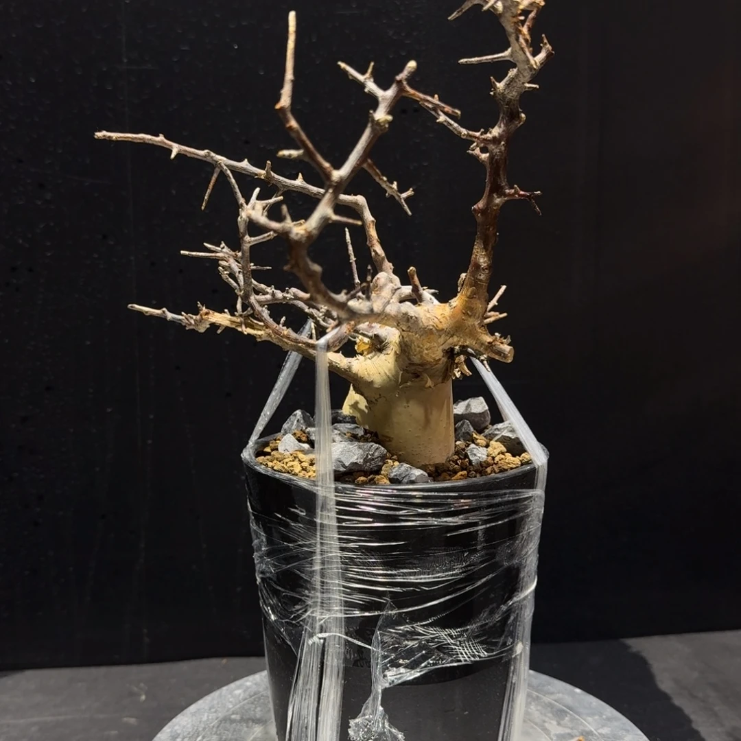 马萨比特可包货损