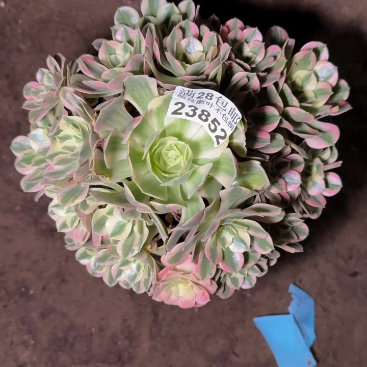 23852女妖多肉植物