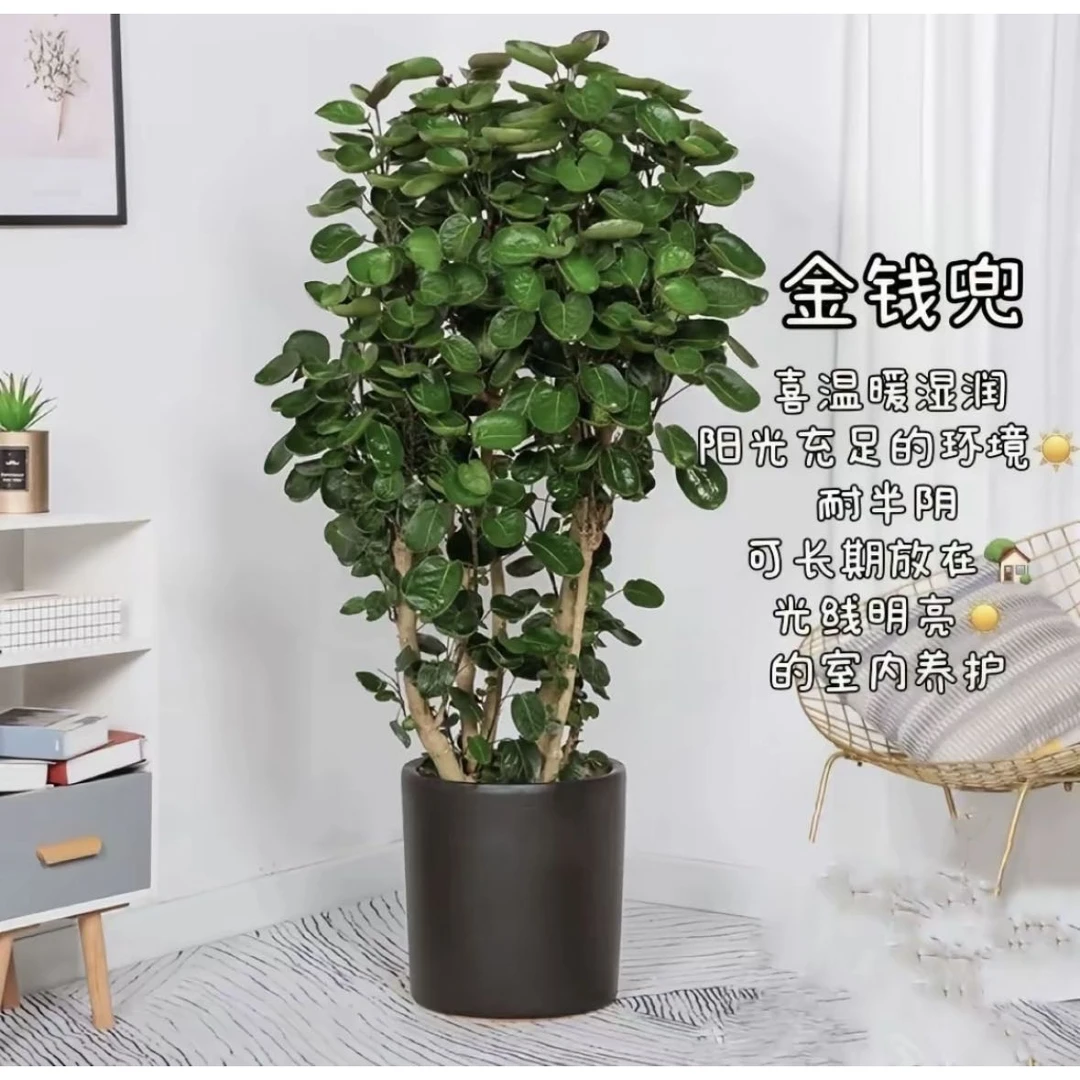钱多多植物盆栽客厅大型绿植高室内落地办公室四季好养