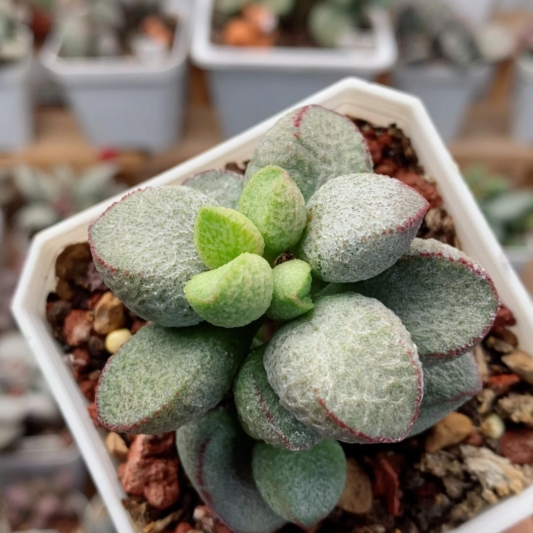 6号实生新品水泡多肉植物