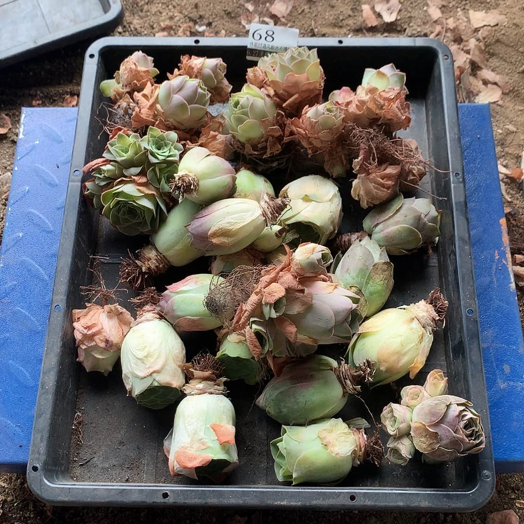 山地玫瑰清棚款68