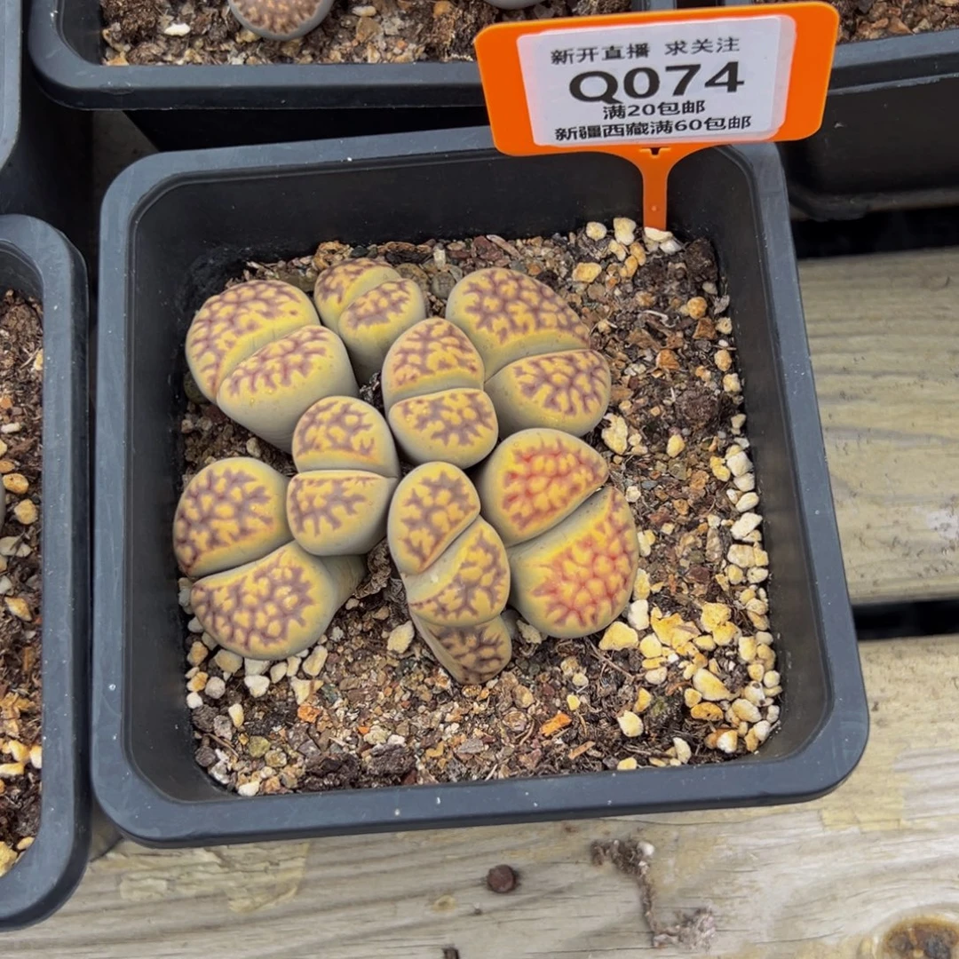 静***音074 一物一拍，默认有伤，介意勿拍，不退不换