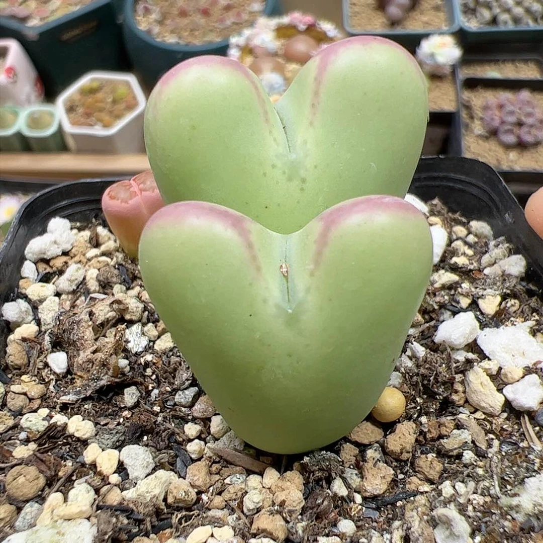 【闪购商品】396 少将杂