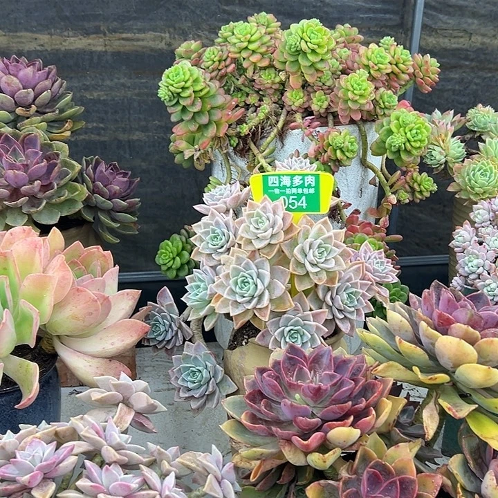 时***一哈利多肉植物群落054