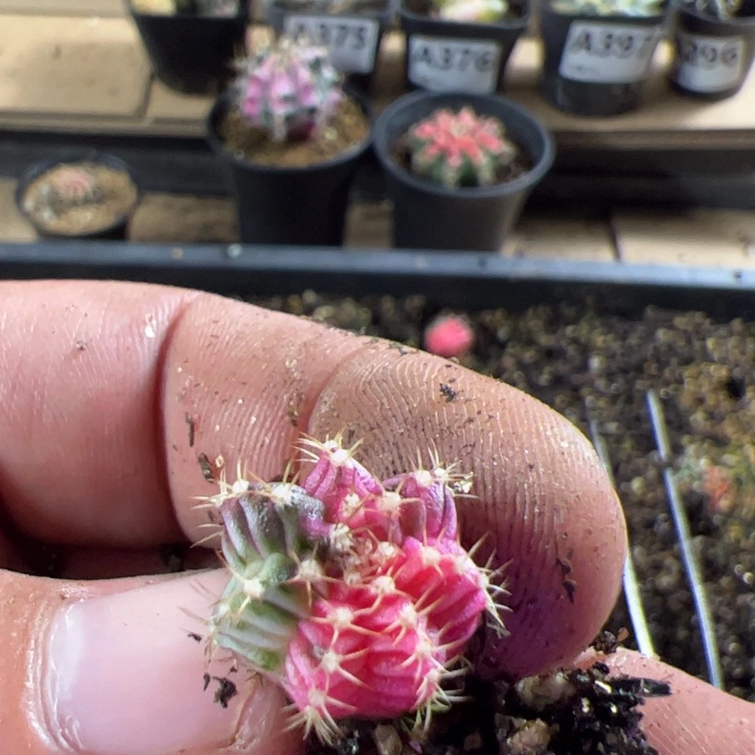 老***打当前无花栽培后可以开花459