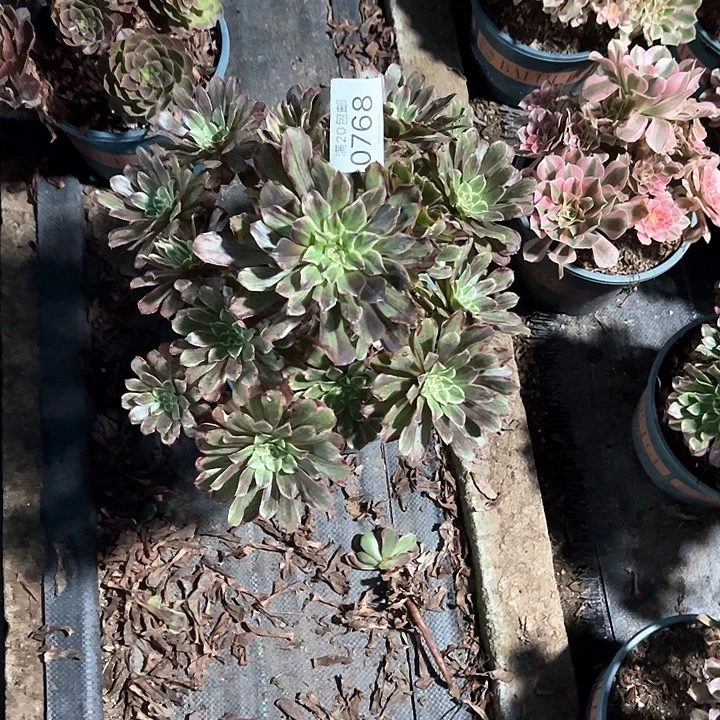 0768水墨画多肉植物