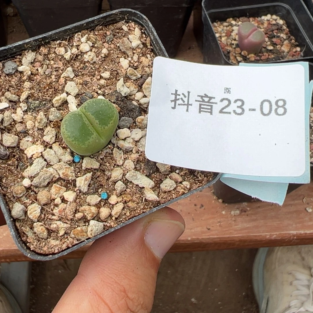 S***)23-08肉锥多肉植物