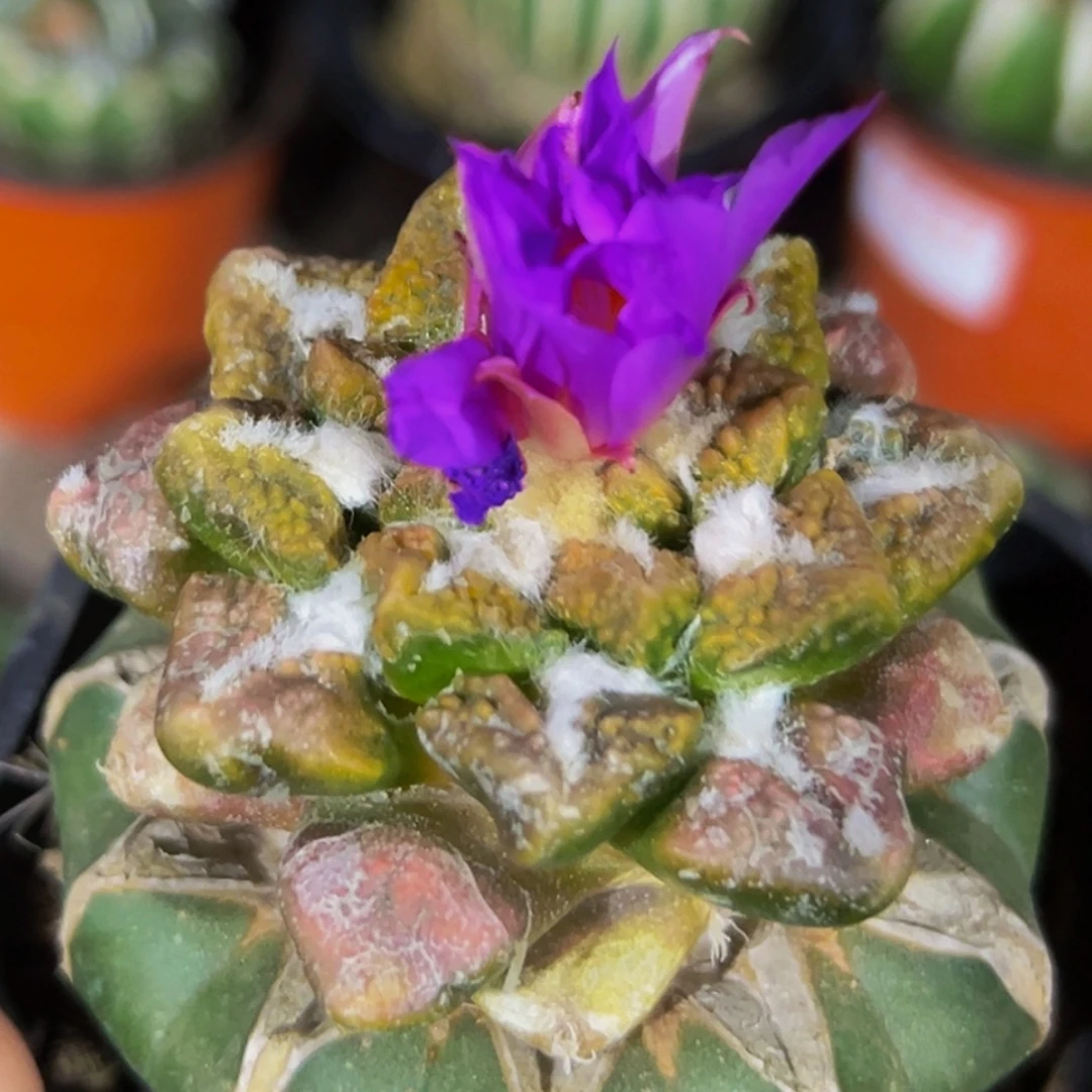 无花朵福利红锦大尤黑牡丹196