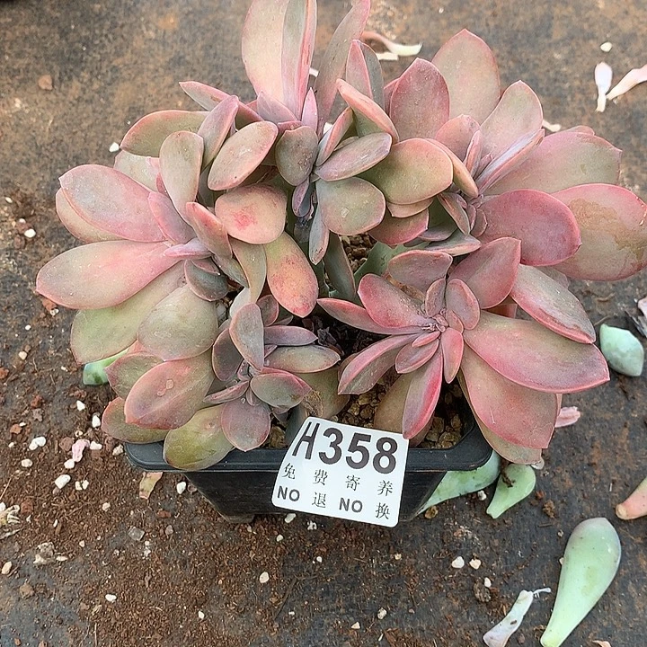 韩版只提琴缀化 非偏远38包邮 节后发
