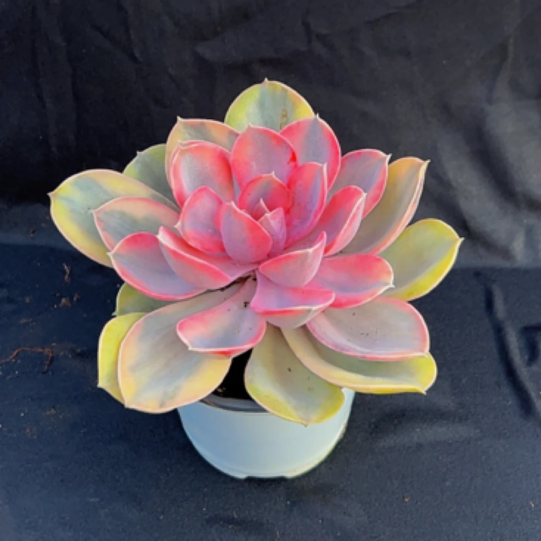 稀有彩虹多肉植物裸根发货适合阳台办公室的绿植盆栽