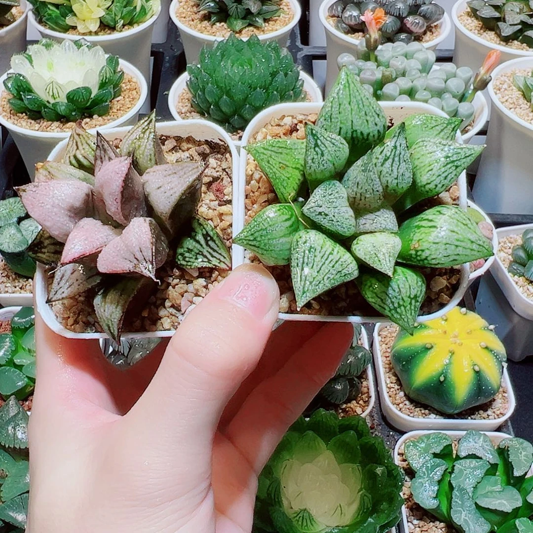 福利，皇妃，桃源乡，9.9，666