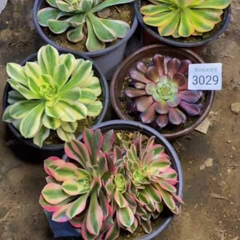5盆多肉植物3029