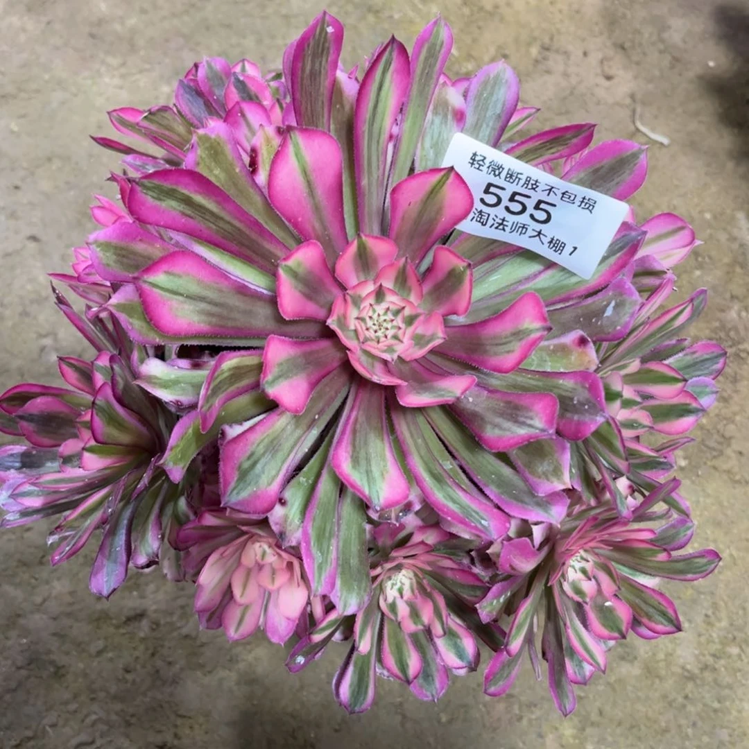 岁**好555铜壶超白多肉植物