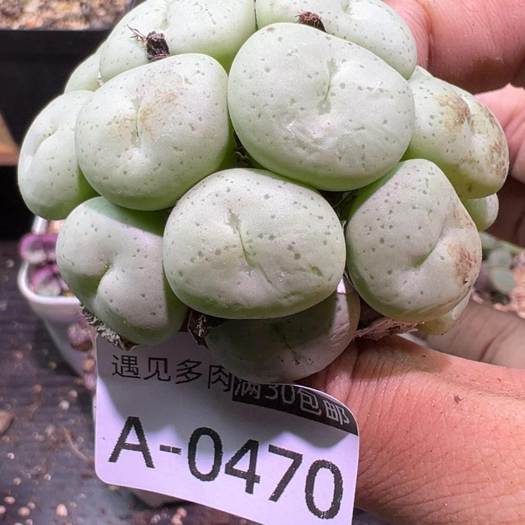 多肉植物11111111111