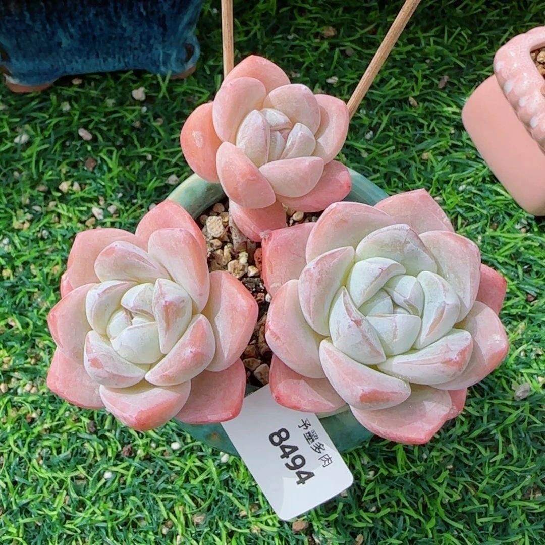 长杆冰玉，8494多肉植物