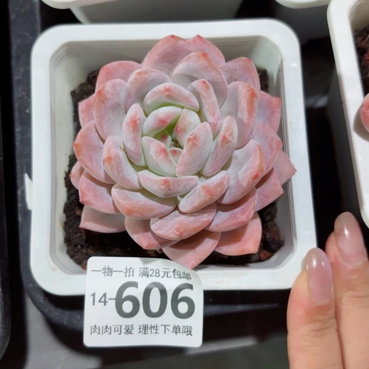 橙梦露多肉无盆土发货多