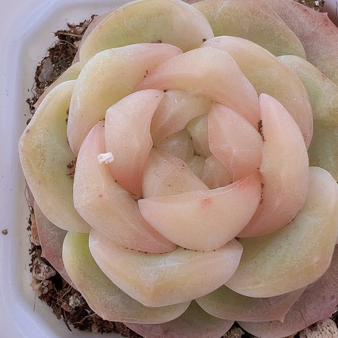 良辰19包邮多肉泽